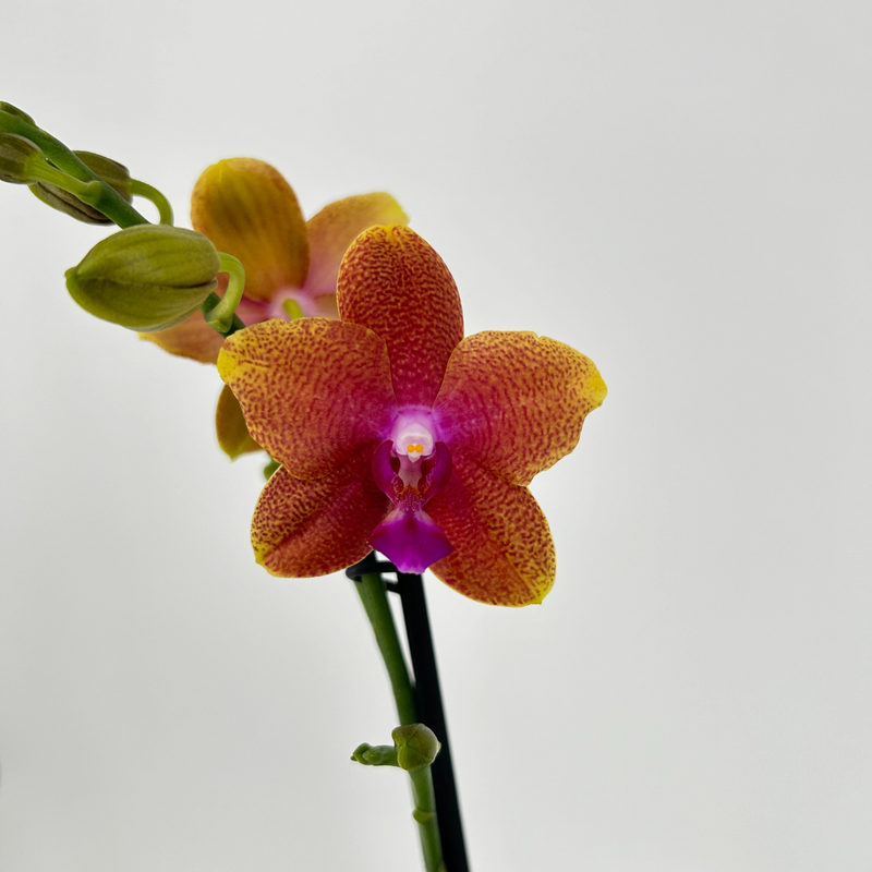 Phalaenopsis BOLGHERI