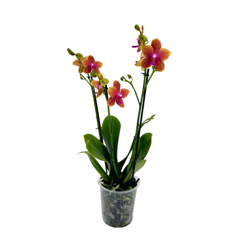 Phalaenopsis BOLGHERI