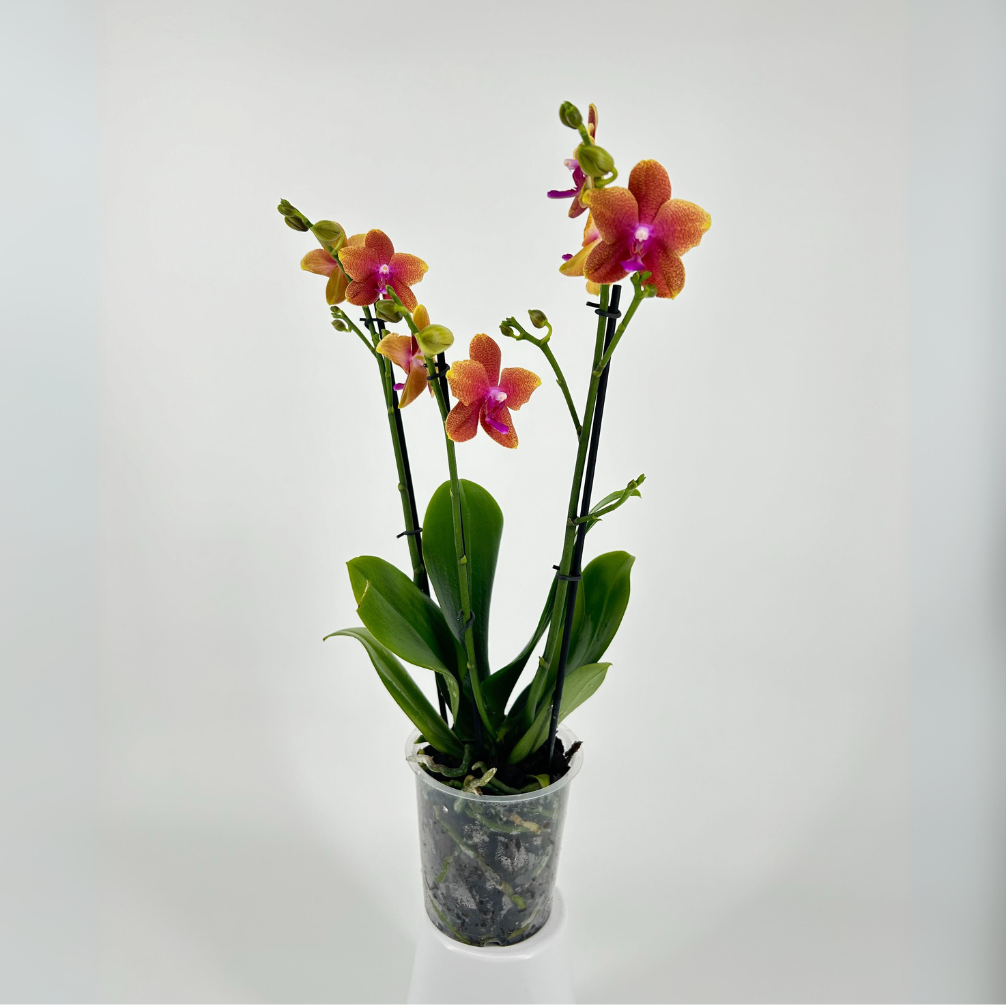 Phalaenopsis BOLGHERI XXL – Hennis Orchideen