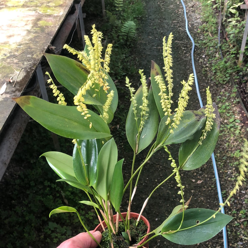 Pleurothallis divaricans