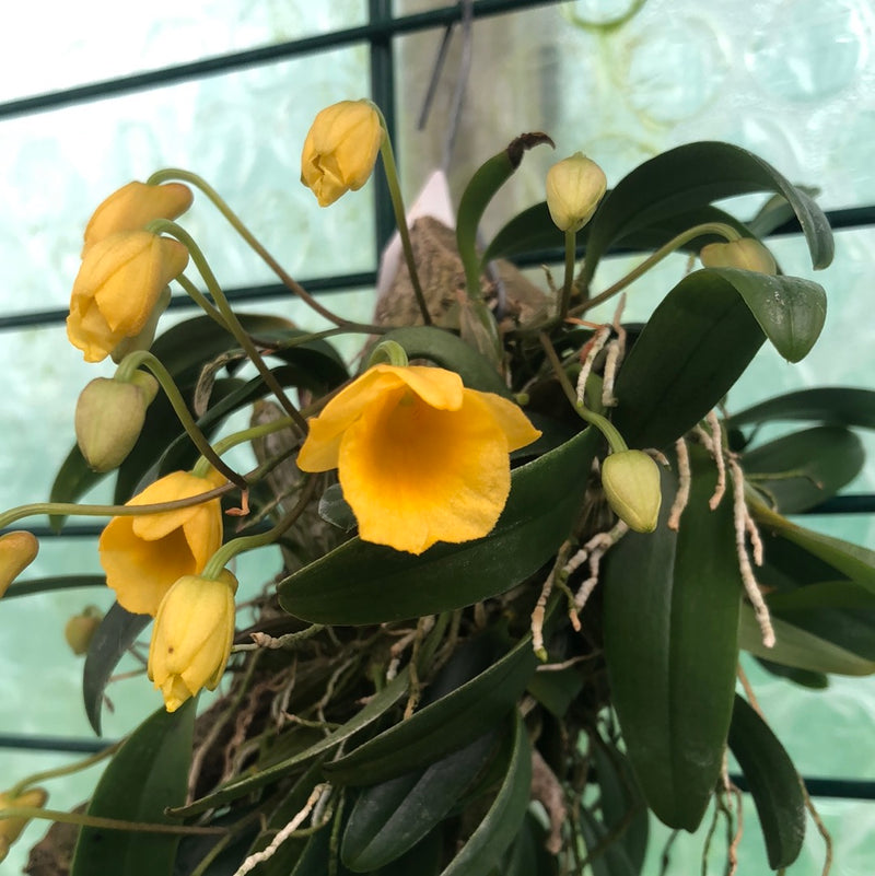 Dendrobium jenkinsii X lindleyanum