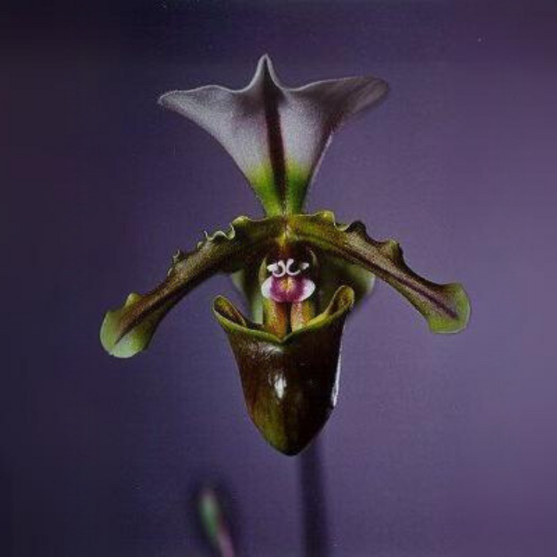 Paphiopedilum spicerianum