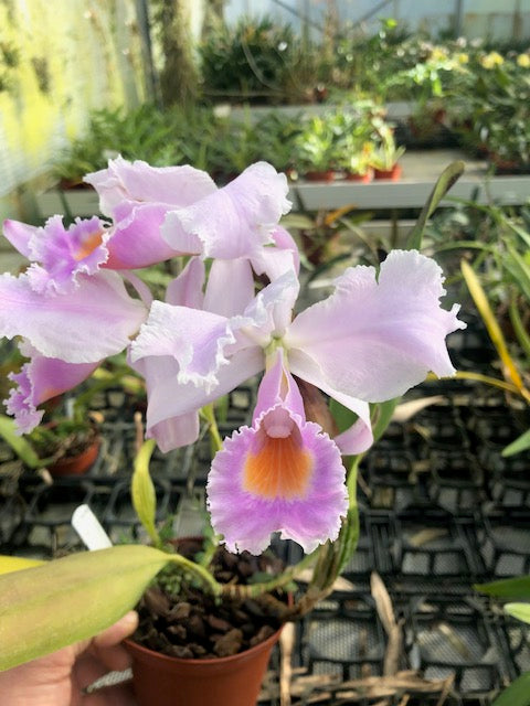 Cattleya schroederae