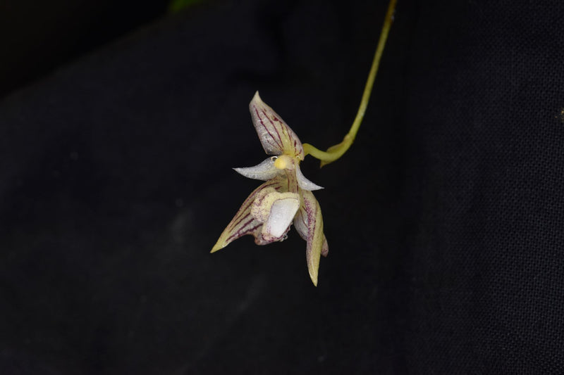 Bulbophyllum ambrosia