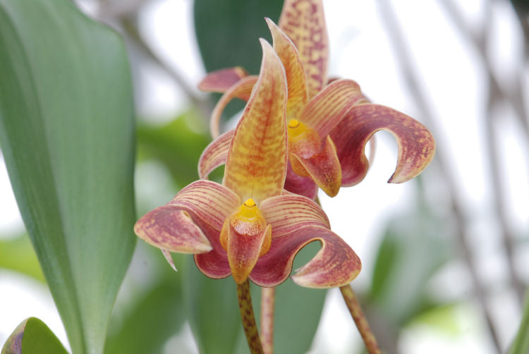 Bulbophyllum sumatranum