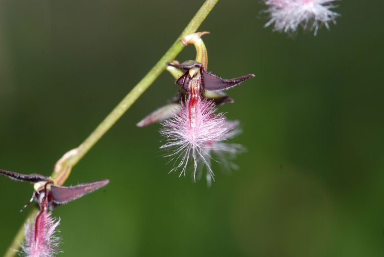Bulbophyllum saltatorium &