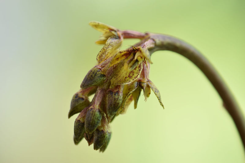 Bulbophyllum morphologorum