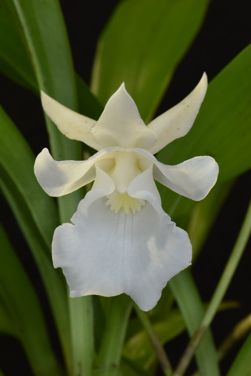 Cochleanthes hybrid Snowflake