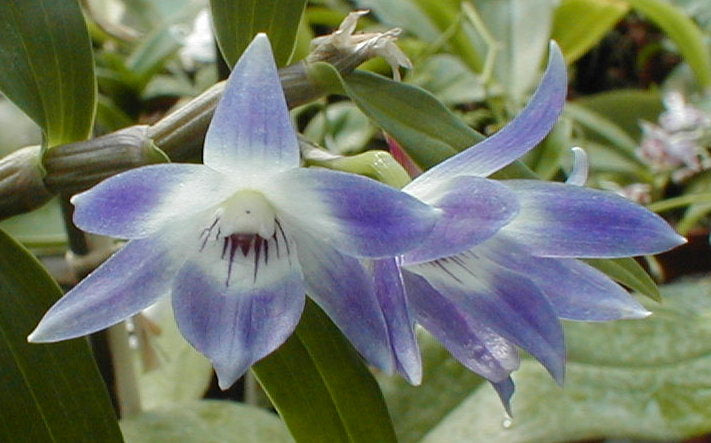 Dendrobium Victoria-Reginae