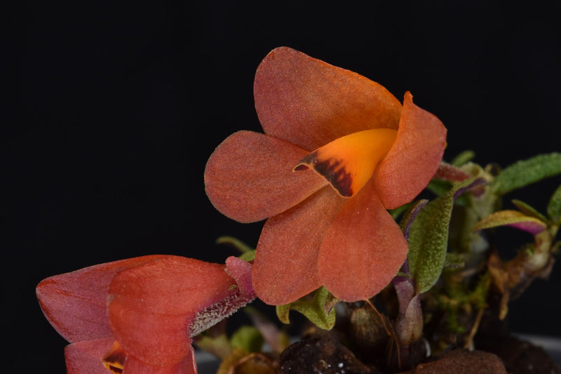 Dendrobium cuthbertsonii &