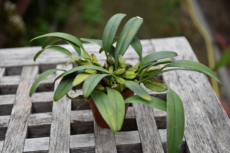 Dendrobium jenkinsii X lindleyanum