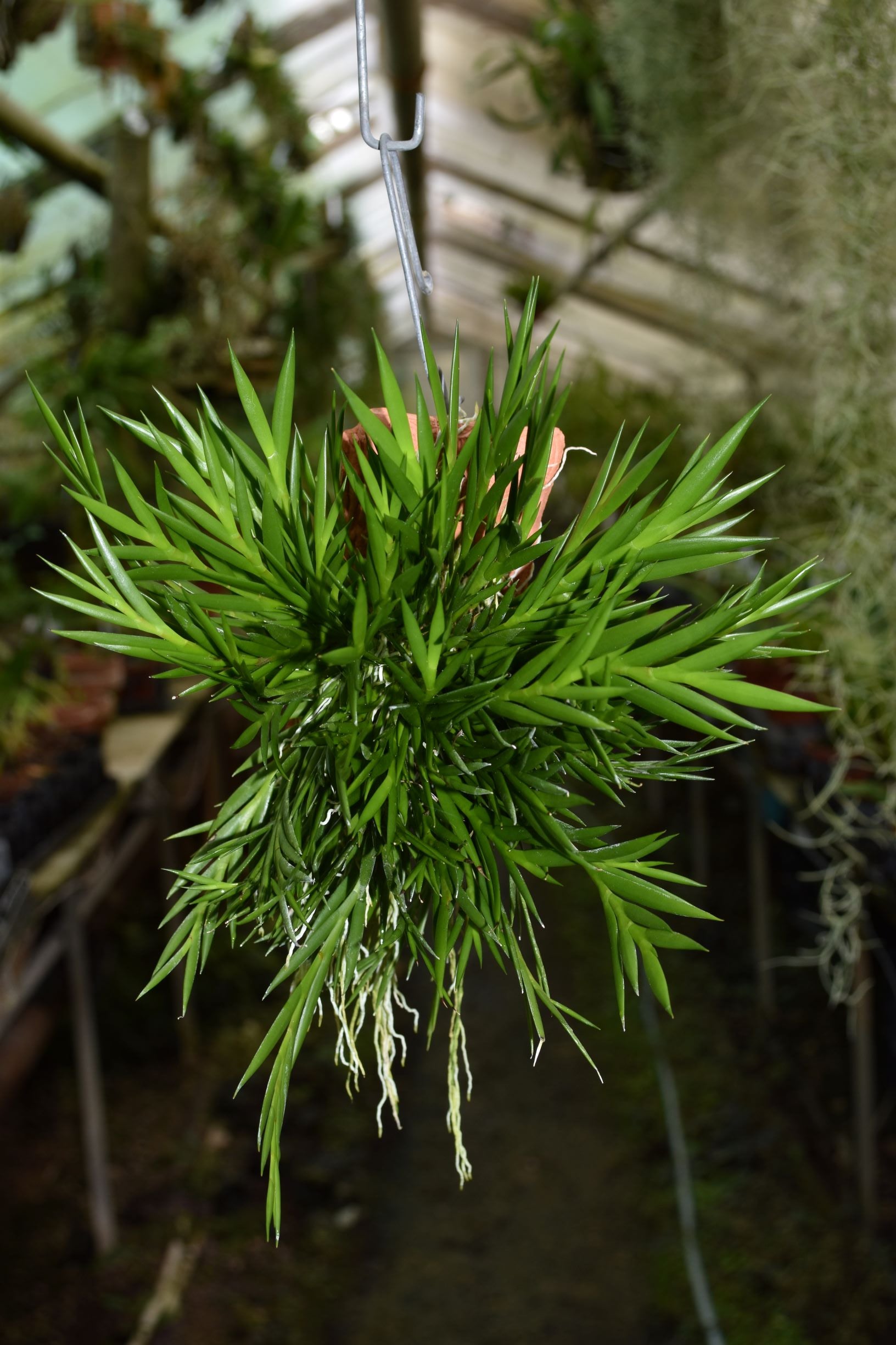 Dendrobium pseudoequitans – Hennis Orchideen
