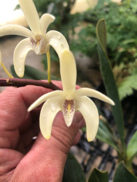 Dendrobium speciosum 'pendunculatum' – Hennis Orchideen