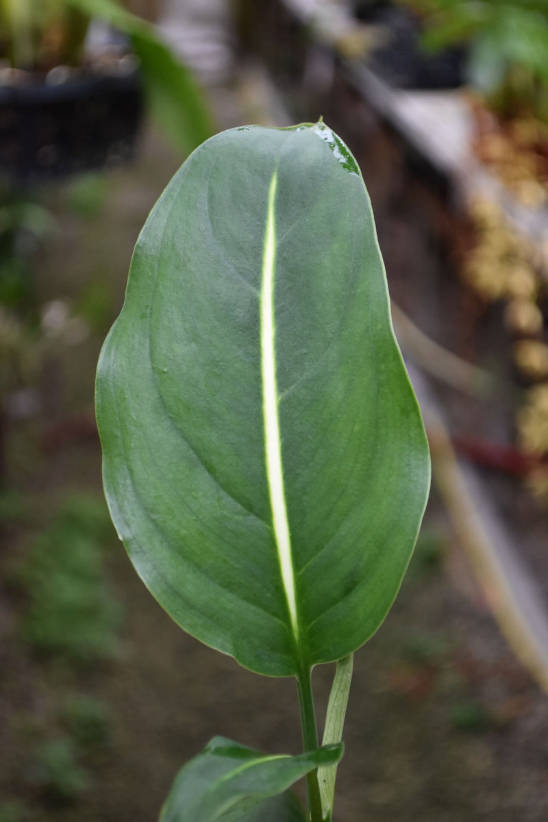 Dieffenbachia oerstedii picta