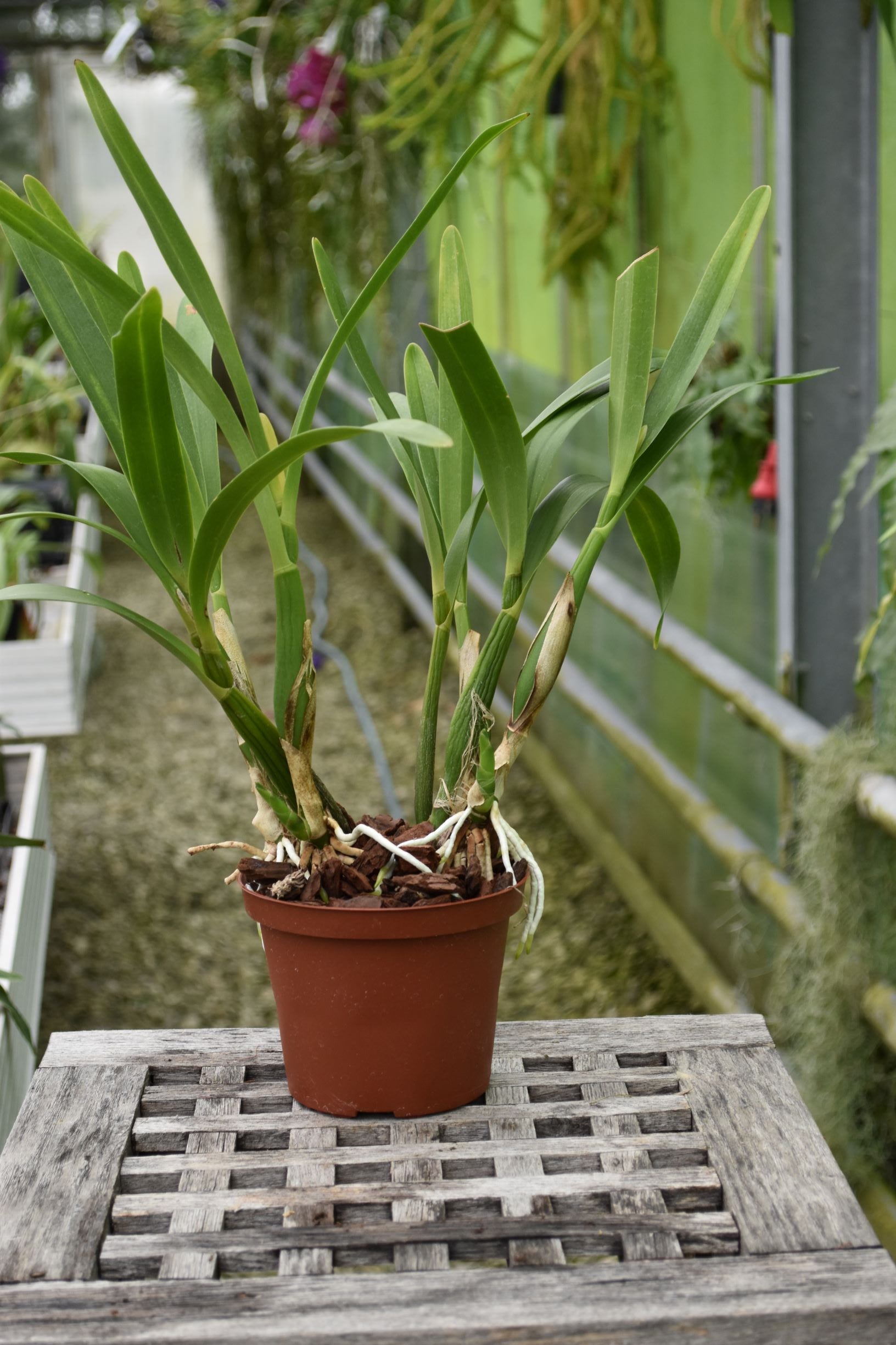 Epidendrum scriptum – Hennis Orchideen