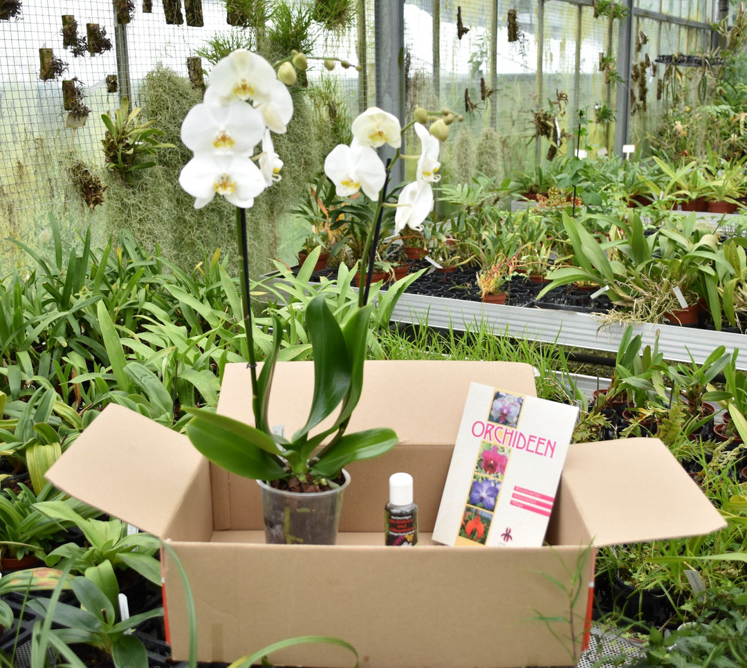 Orchideenpaket Hildesheim – Hennis Orchideen