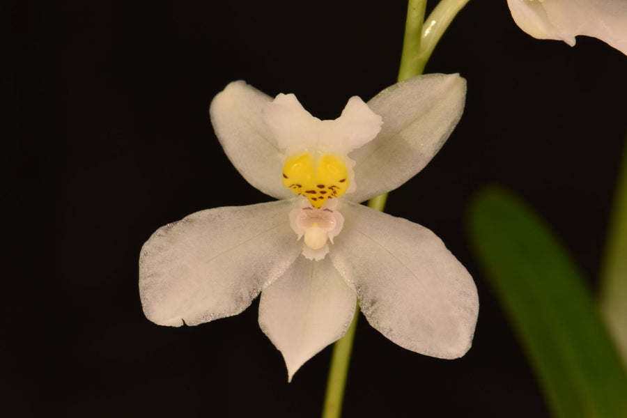 Weie Orchideen online kaufen | Hennis Orchideen
