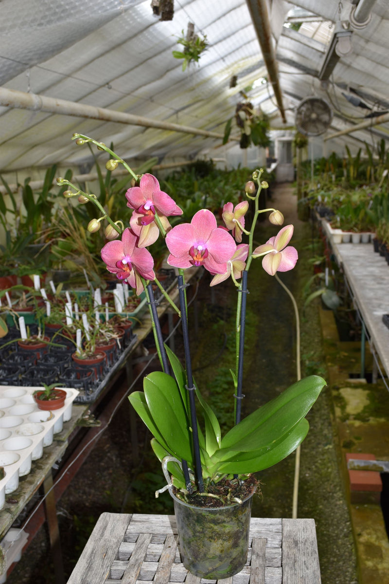Phalaenopsis hybrid "R21"