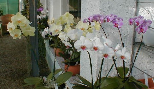 Phalaenopsis Hybride Überraschungsei 5 Stück