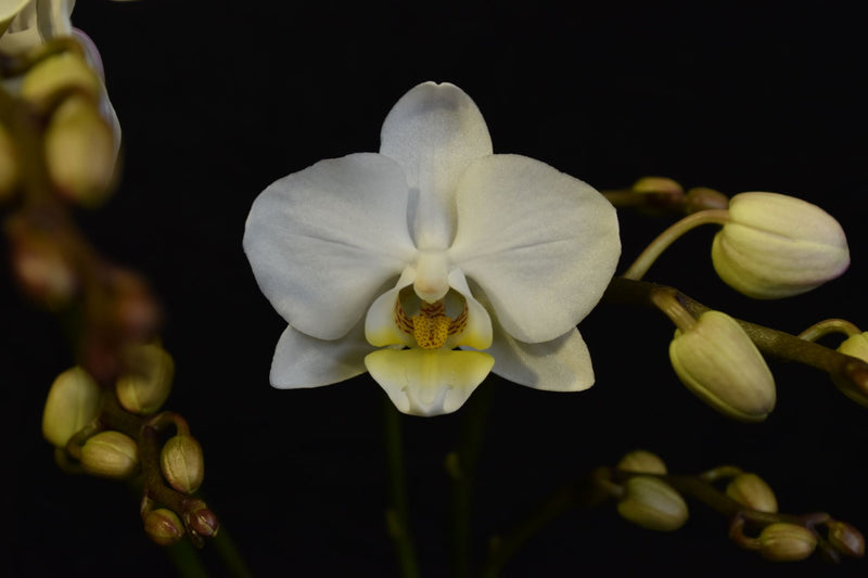 Phalaenopsis Julia (XI)