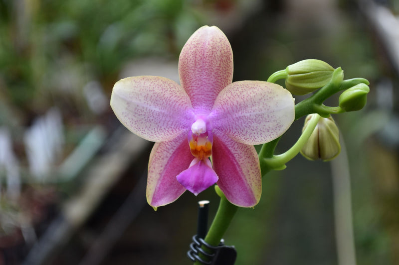 Phalaenopsis LIODORO