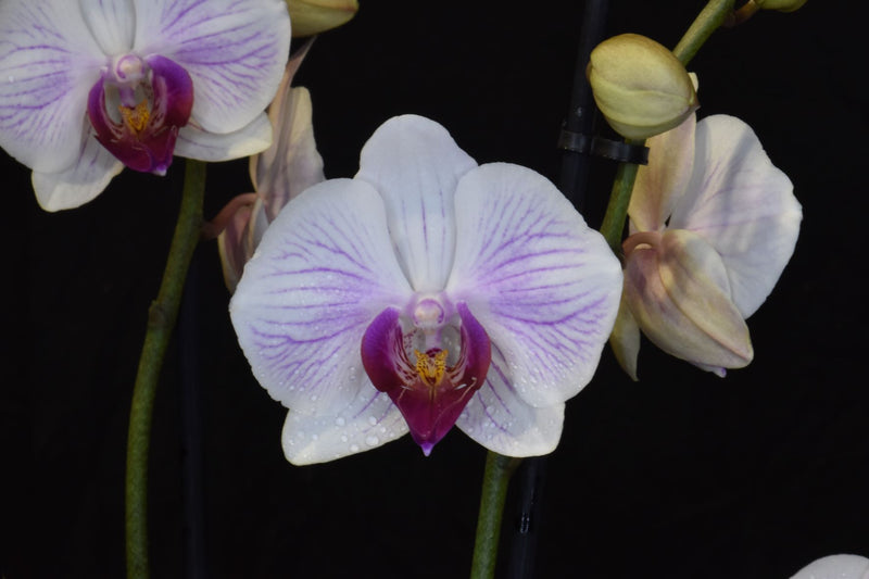 Phalaenopsis hybrid "Nov-Stripe 21"