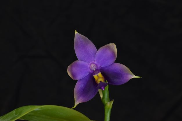 Phalaenopsis SAMERA &