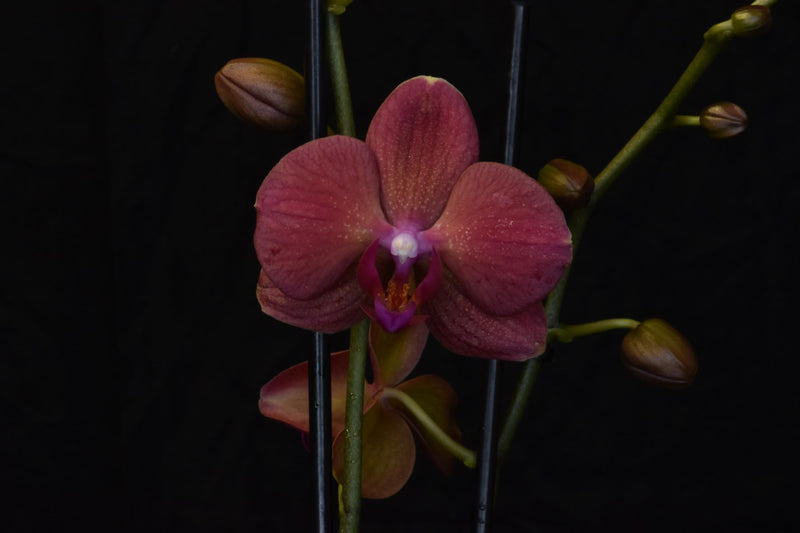 Phalaenopsis "Pink 21"