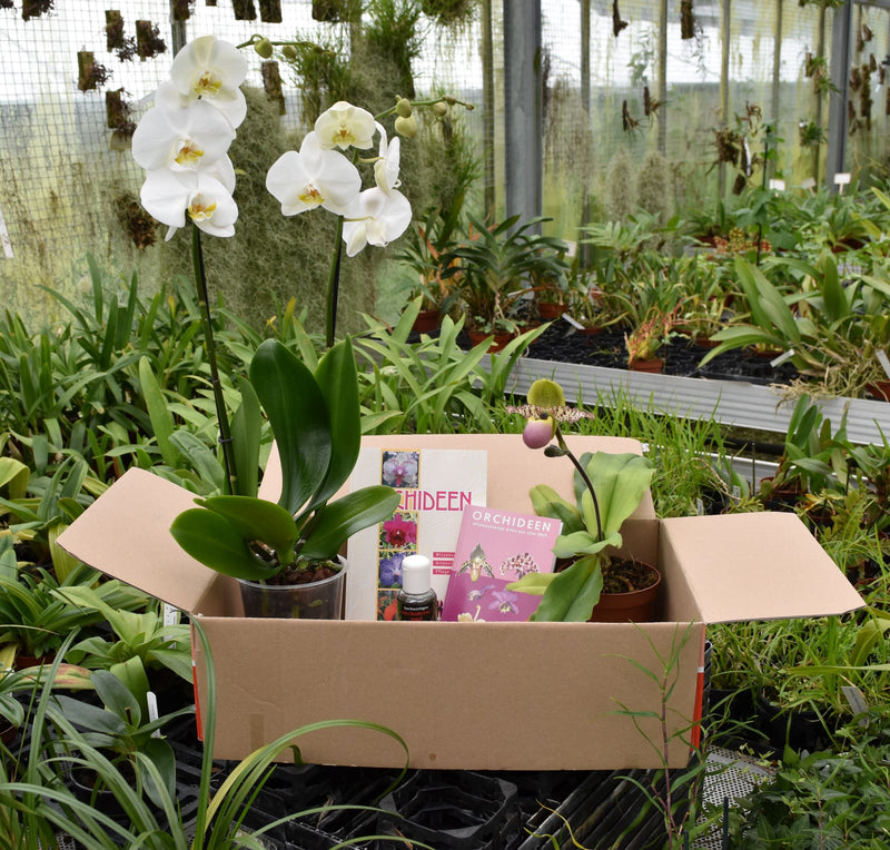 Orchideenpaket exklusiv
