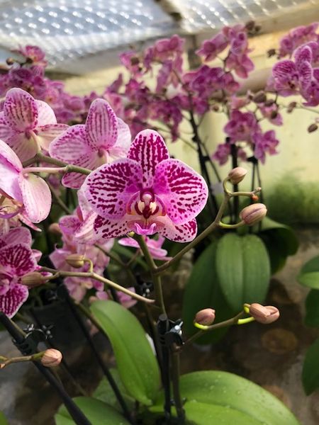 Phalaenopsis hybrid &