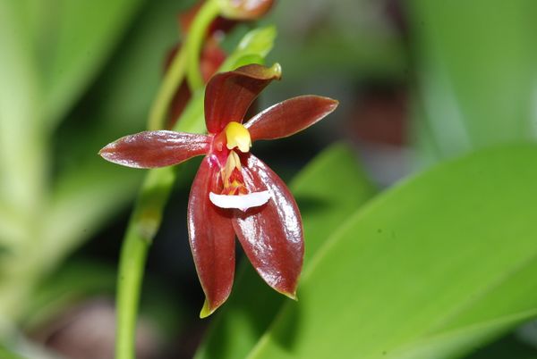 Phalaenopsis cornu-cervi &