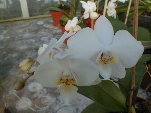 Phalaenopsis BERLIN-NEUKÖLLN
