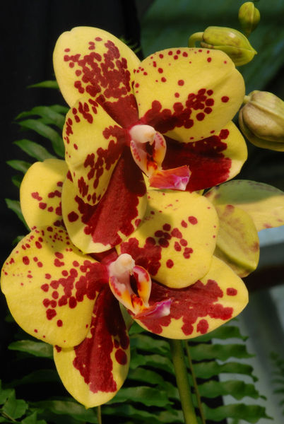 Phalaenopsis hybrid (yellow/Koi)