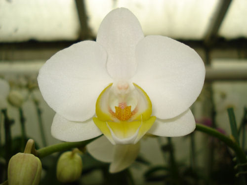 Phalaenopsis SNOWFLAKE