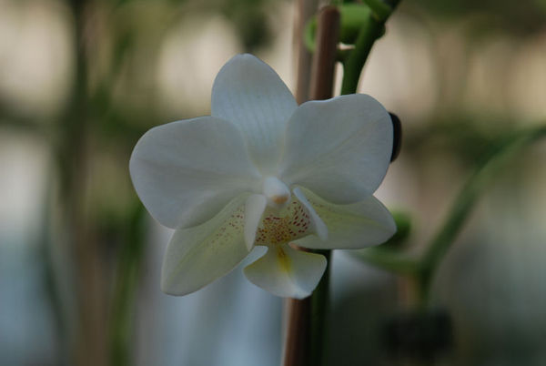 Phalaenopsis MALTA