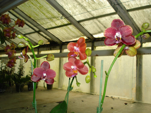 Phalaenopsis Haur Jin Diamon X (venosa x equestris)