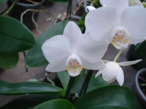 Phalaenopsis SOGO VENIS