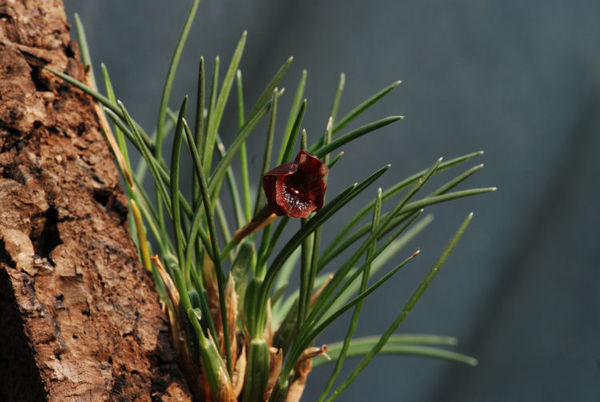 Maxillaria juergensii