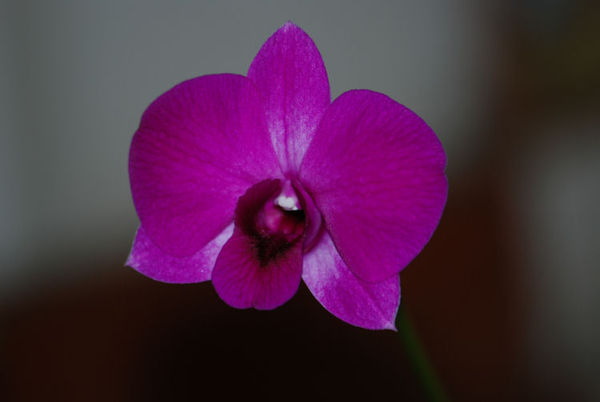 Dendrobium phalaenopsis &