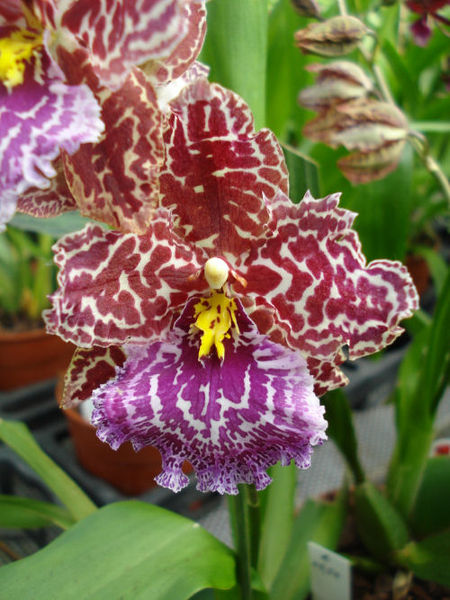 Wilsonara hybrid new