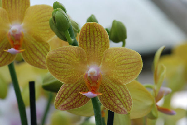 Phalaenopsis Hybride (SOGE4R)