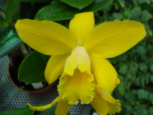 Sophrolaeliocattleya yellow (scented)