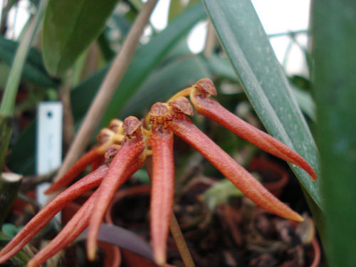 Bulbophyllum andersonii