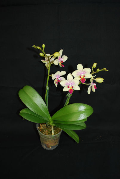 Doritaenopsis GOTRIS &