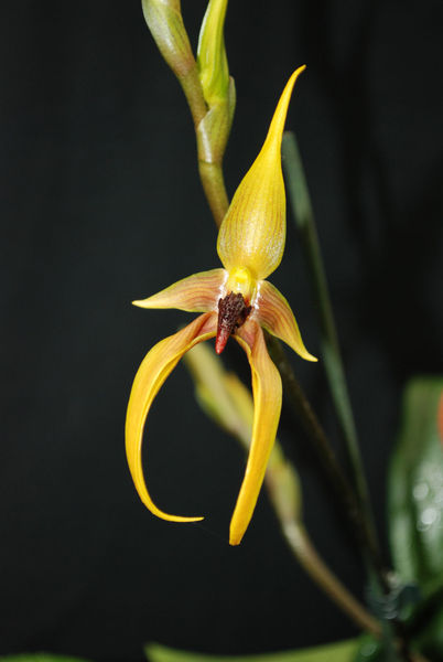 Bulbophyllum carunculatum X sulawesii