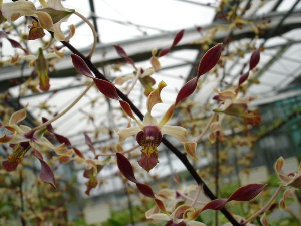 Dendrobium Mimi Brown x canaliculatum