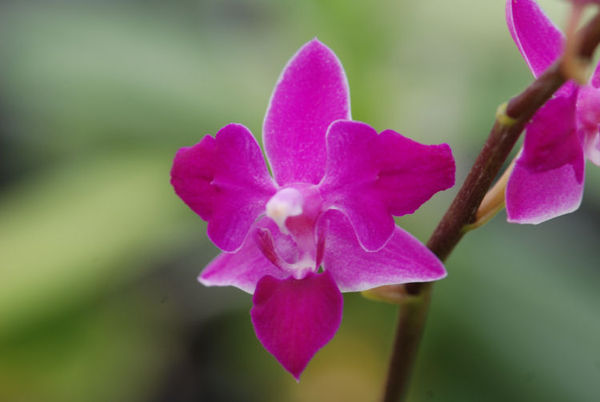 Doritaenopsis MANDARIN &