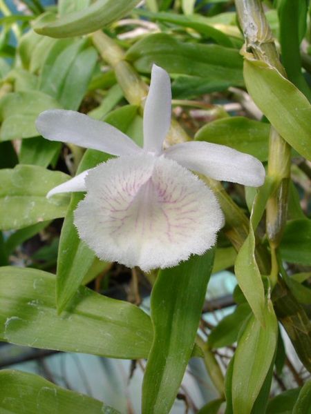 Dendrobium primulinum