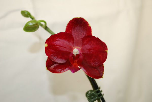 Phalaenopsis SCARLETT