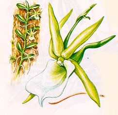 Angraecum eichlerianum